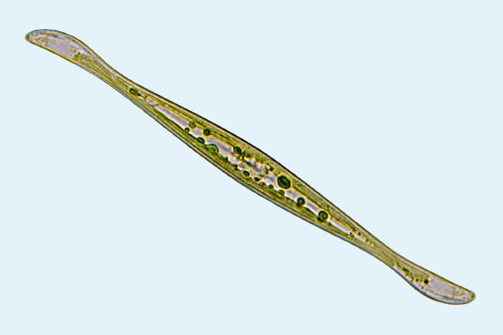 Fallacia Gyrosigma reversum