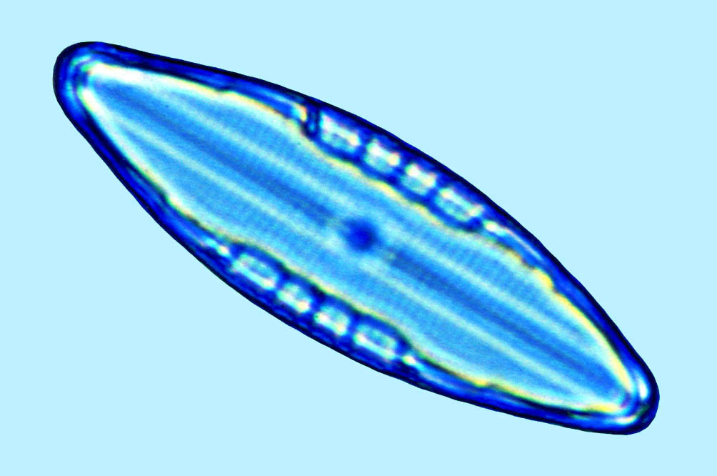 Lyrella Mastogloia pseudoexigua