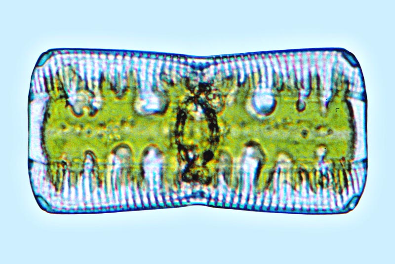 Navicula cancellata