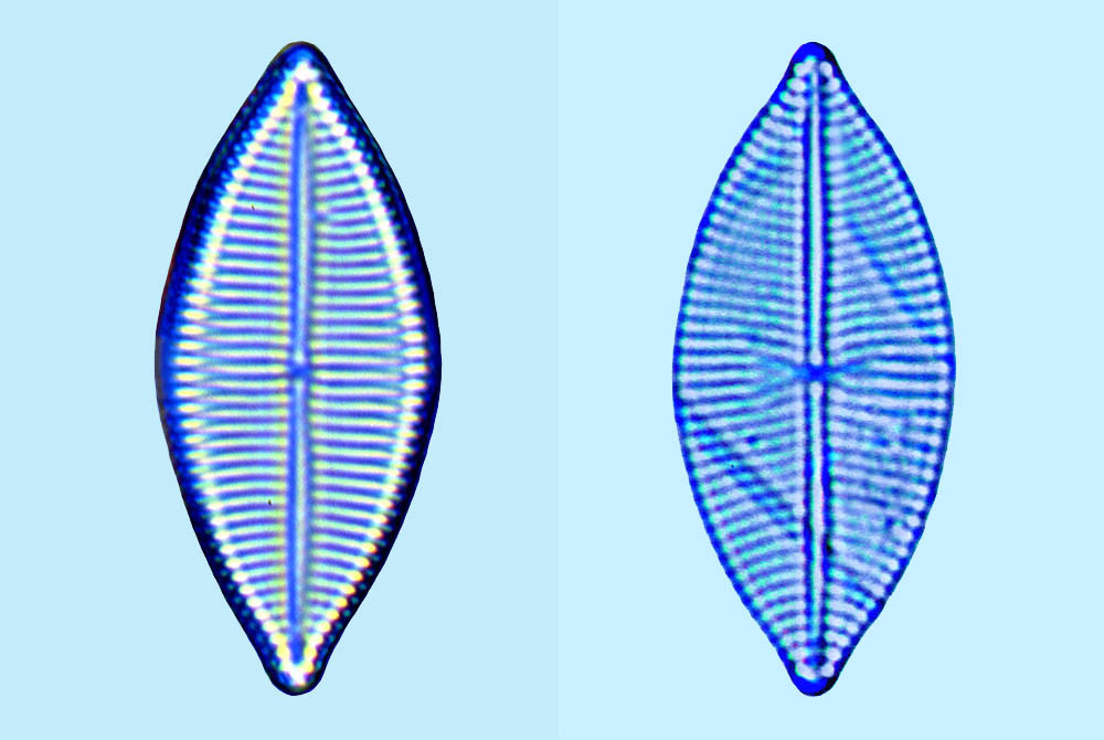 Navicula diversistriata