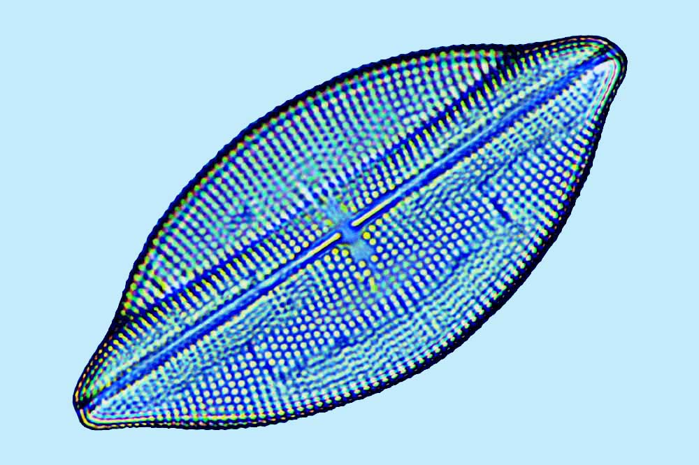 Navicula scandinavica