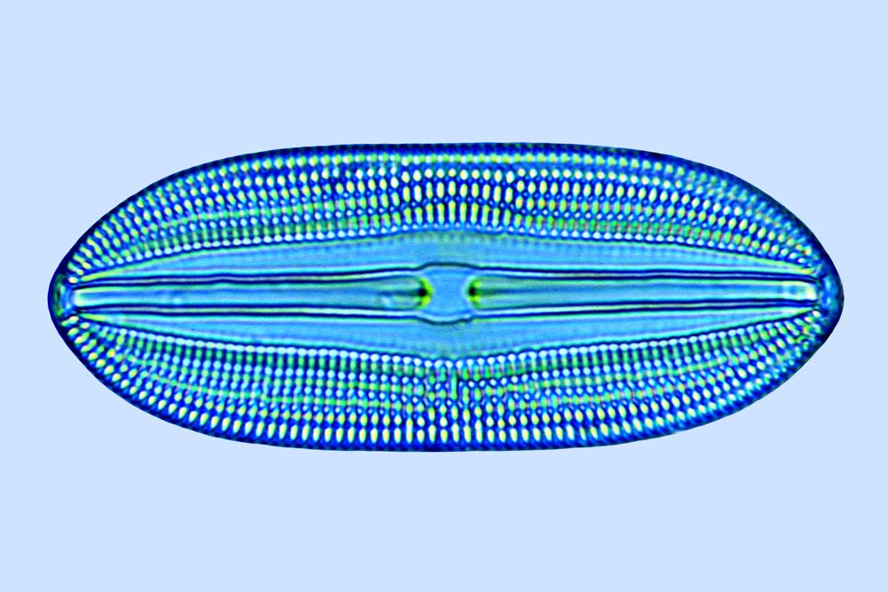 Diploneis divergens