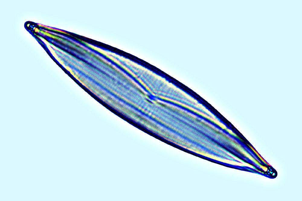 Plagiotropis lepidoptera