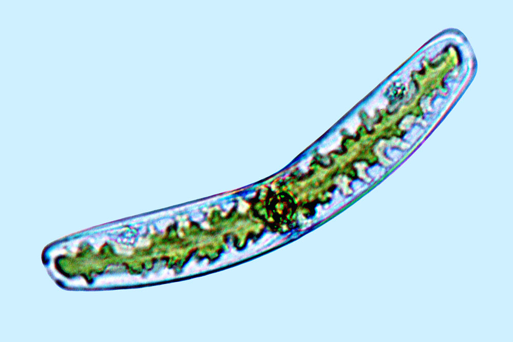 Raphoneis Rhoicosigma compactum