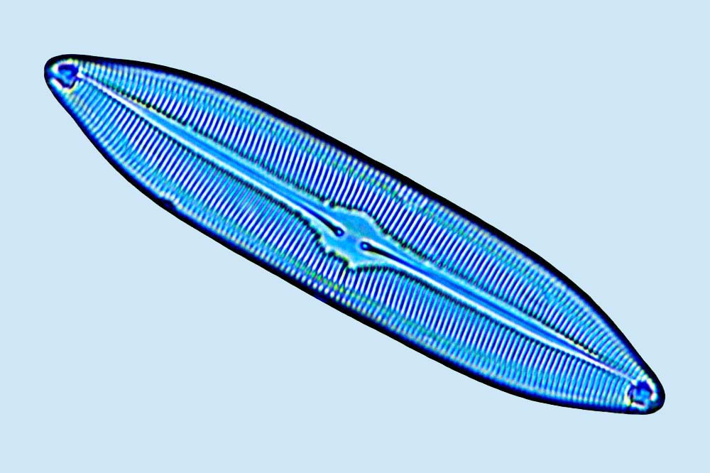 Caloneis oregonica