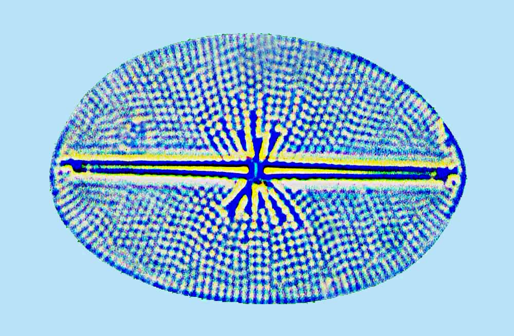 Mediolittoral Cocconeiopsis kantsinensis