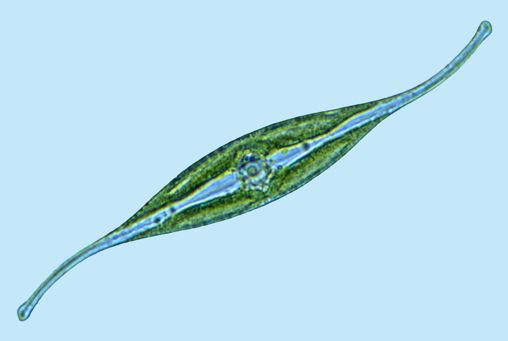 Mediolittoral Gyrosigma fasciola