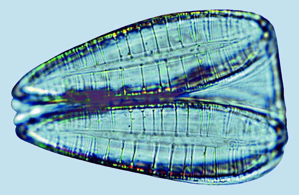 Mediolittoral Petrodictyon gemma