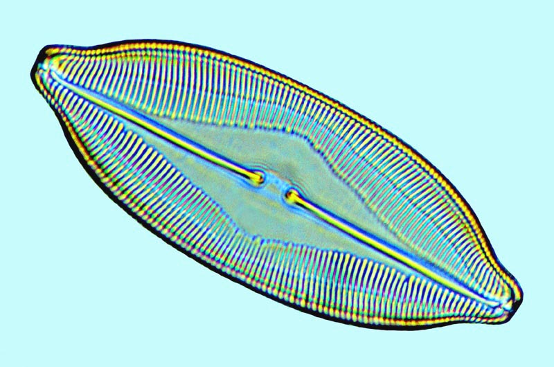 Caloneis amphisbaena