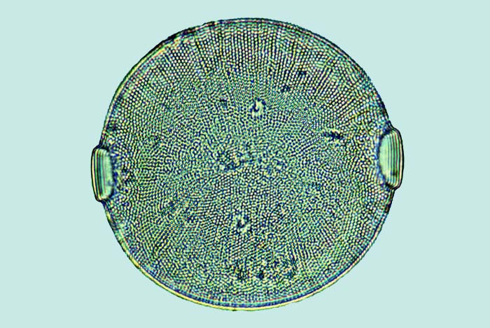 Saumatdeux Pleurosira laevis