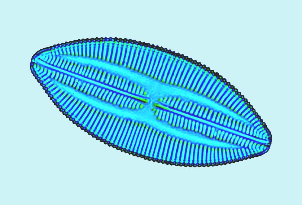Lyrella Lyrella atlantica