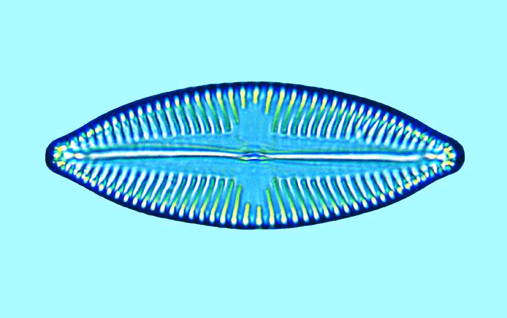 Navicula opima