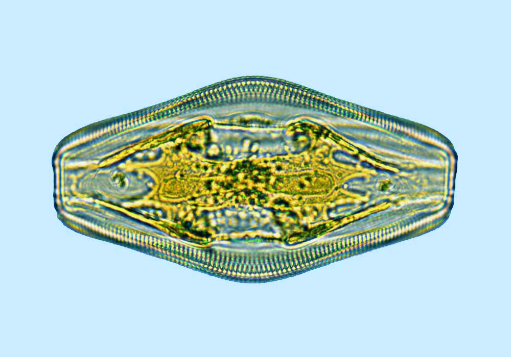 Amphora Amphora proteus