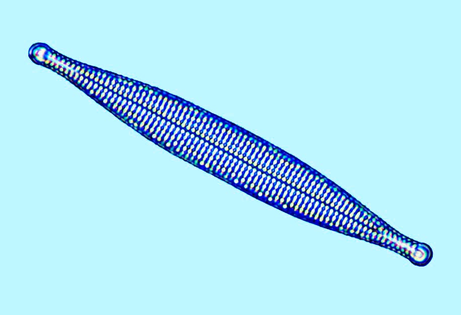 Dimerogrammopsis