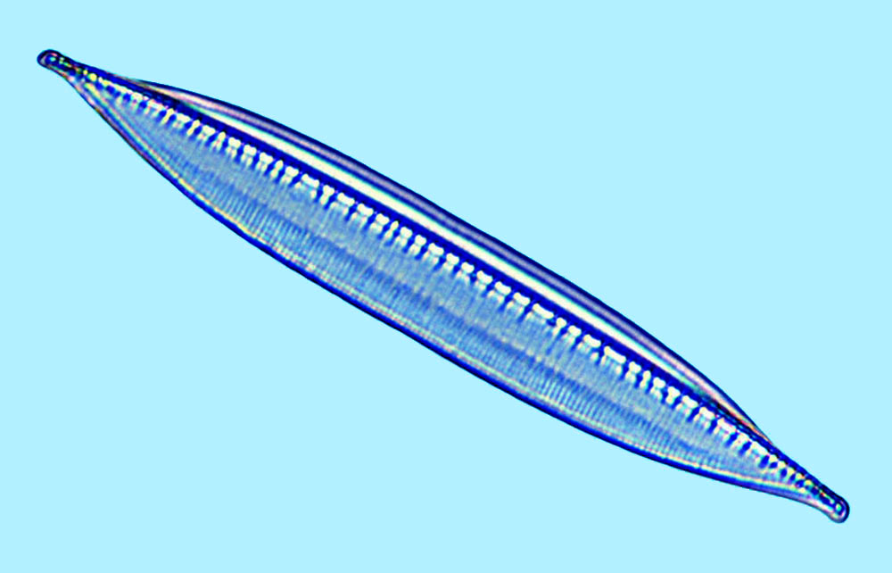 Nitzschia fluminensis