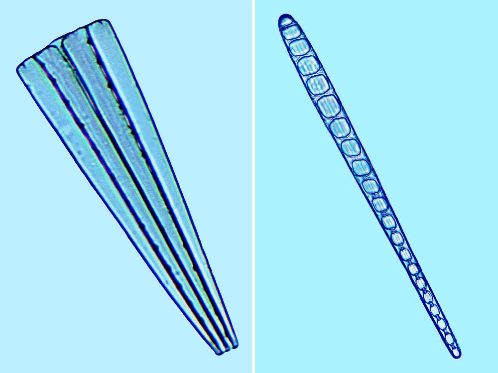 Climacosphenia moniligera