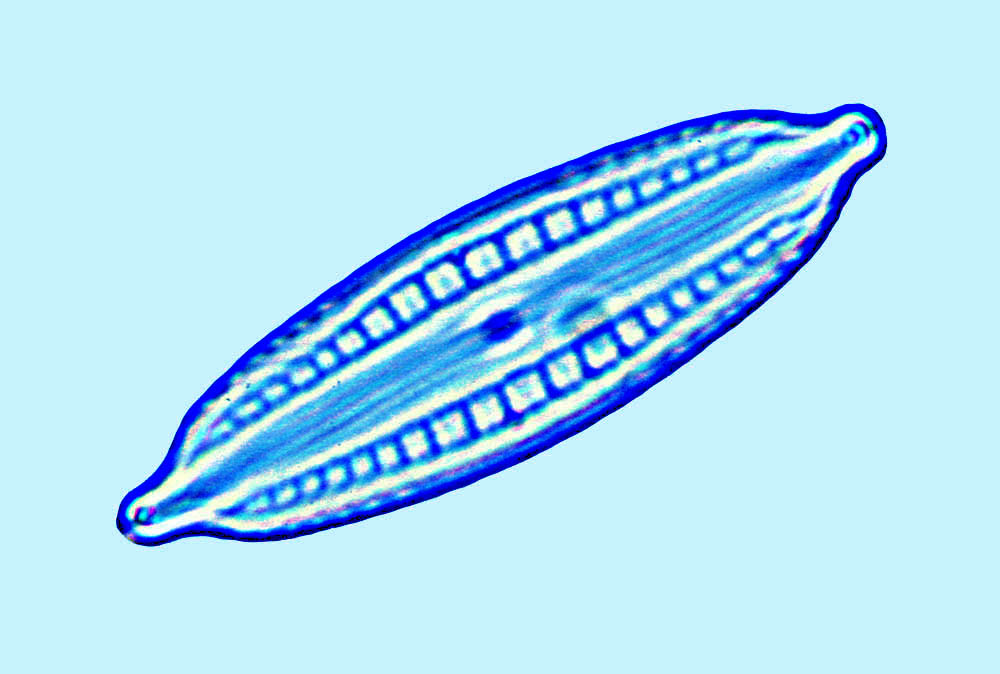 Mastogloia Mastgloia similis