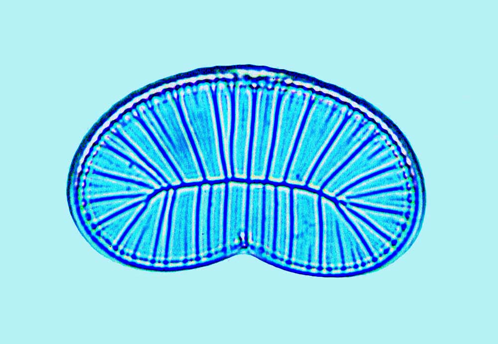 Plagiodiscus nervatus