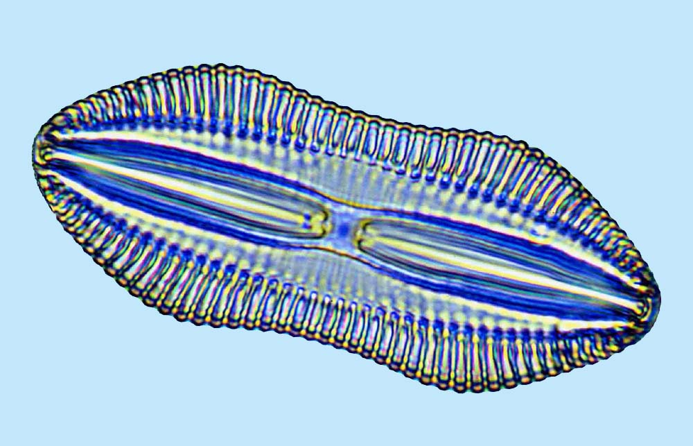 Diploneis constricta