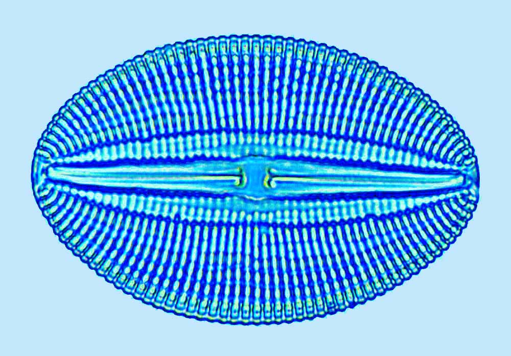 Diploneis notabilis