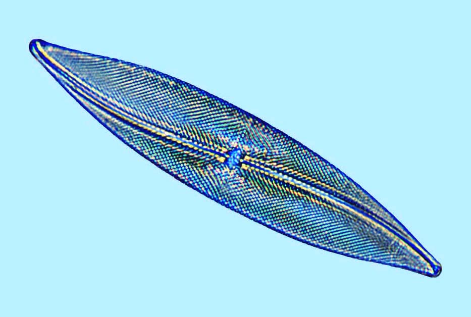 Pleurosigma naviculaceum