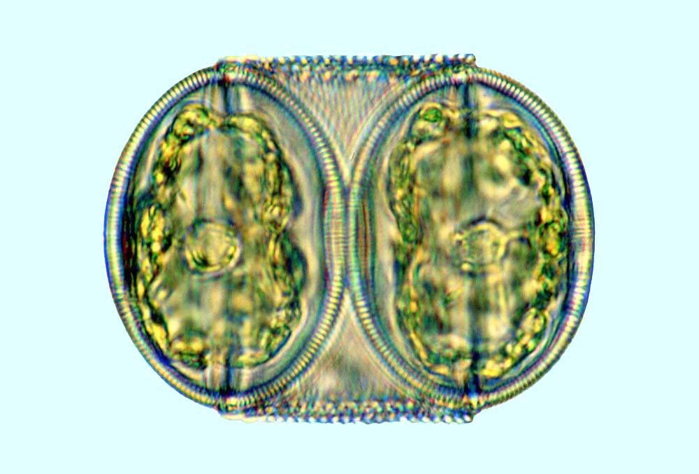 Podosira stelligera