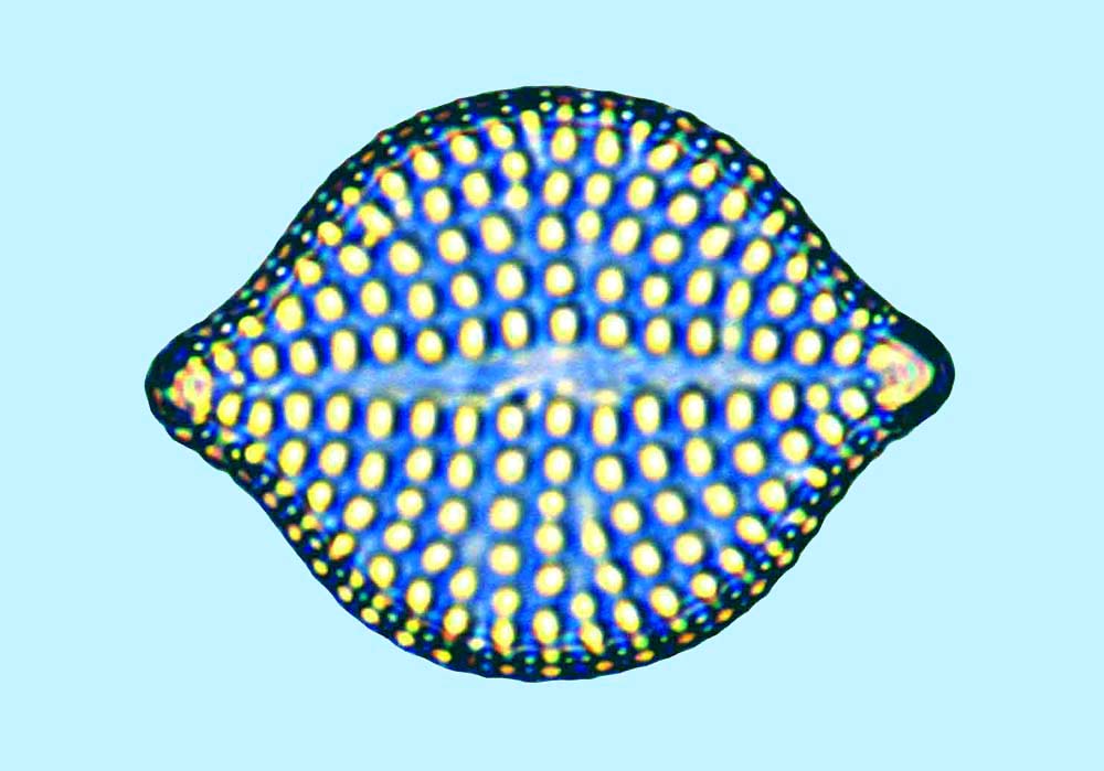 Raphoneis amphiceros