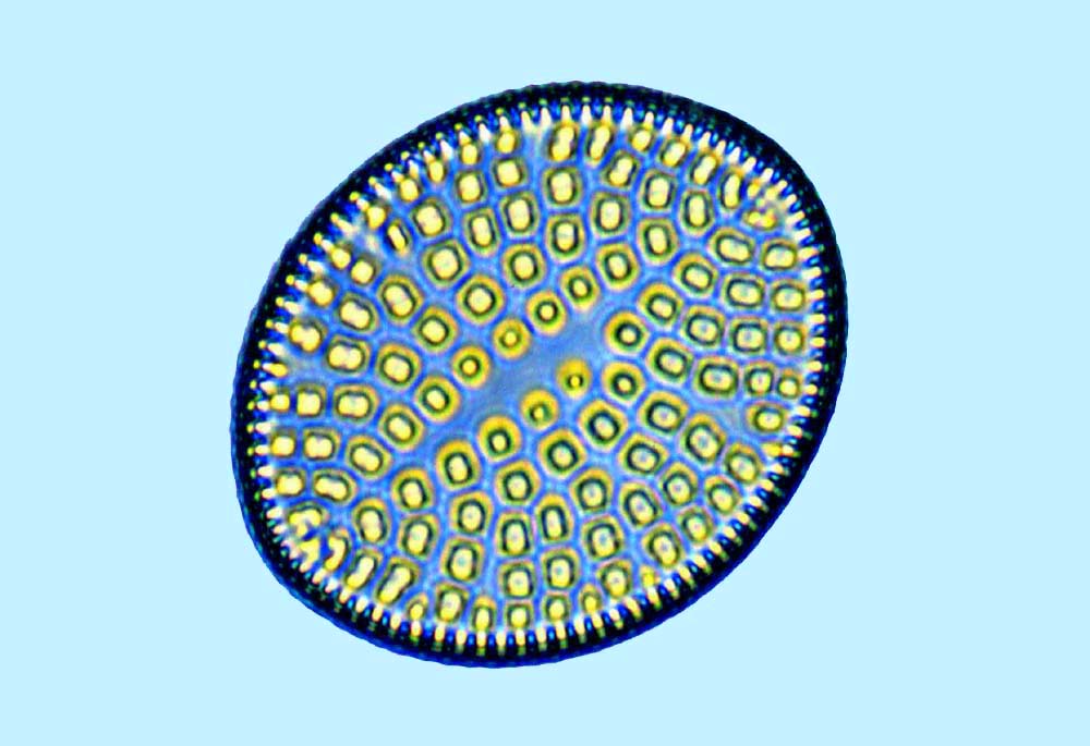 Raphoneis Raphoneis nitida