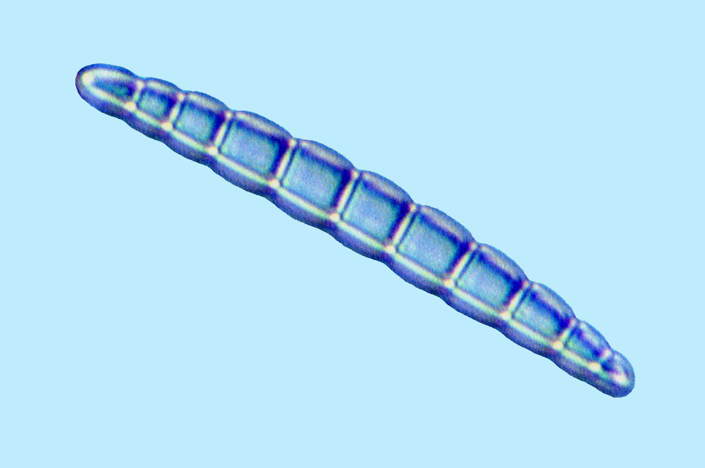 Mediolittoral Eunotogramma marinum
