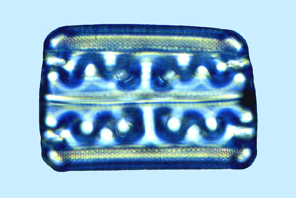 Mediolittoral Grammatophora serpentina