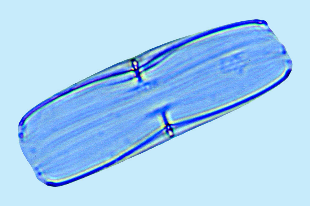 Stauronella undubitabilis