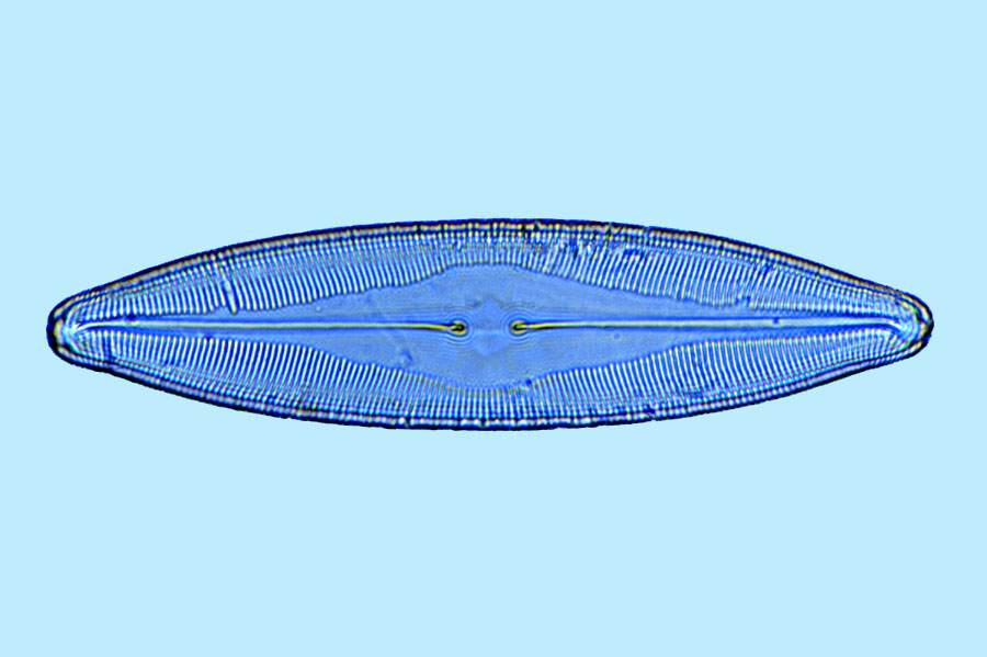 Mediolittoral Caloneis westii