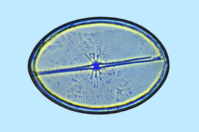 Mediolittoral Cocconeiopsis