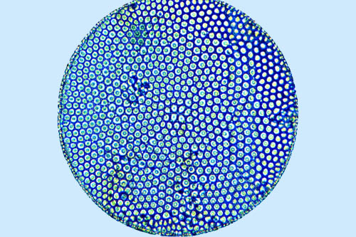 Mediolittoral Coscinodiscus radiatus