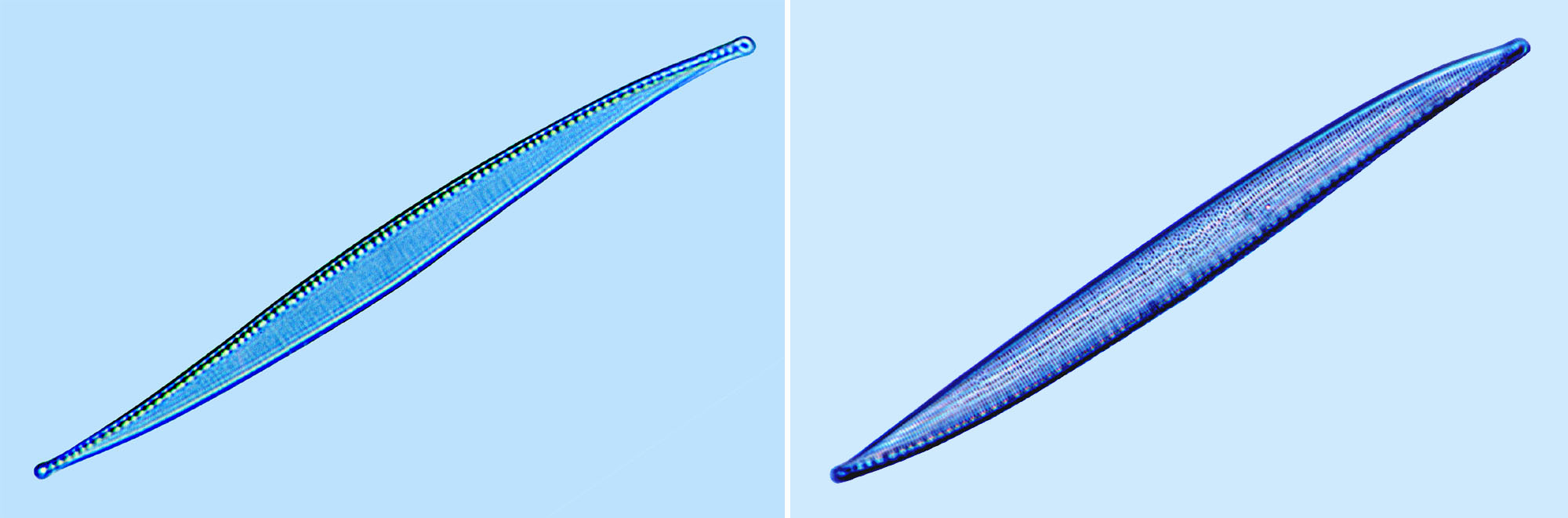 Nitzschia sigma