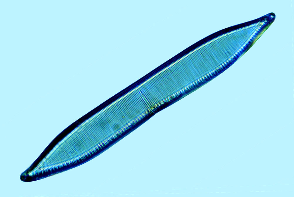 Saumatdeux Nitzschia dubia