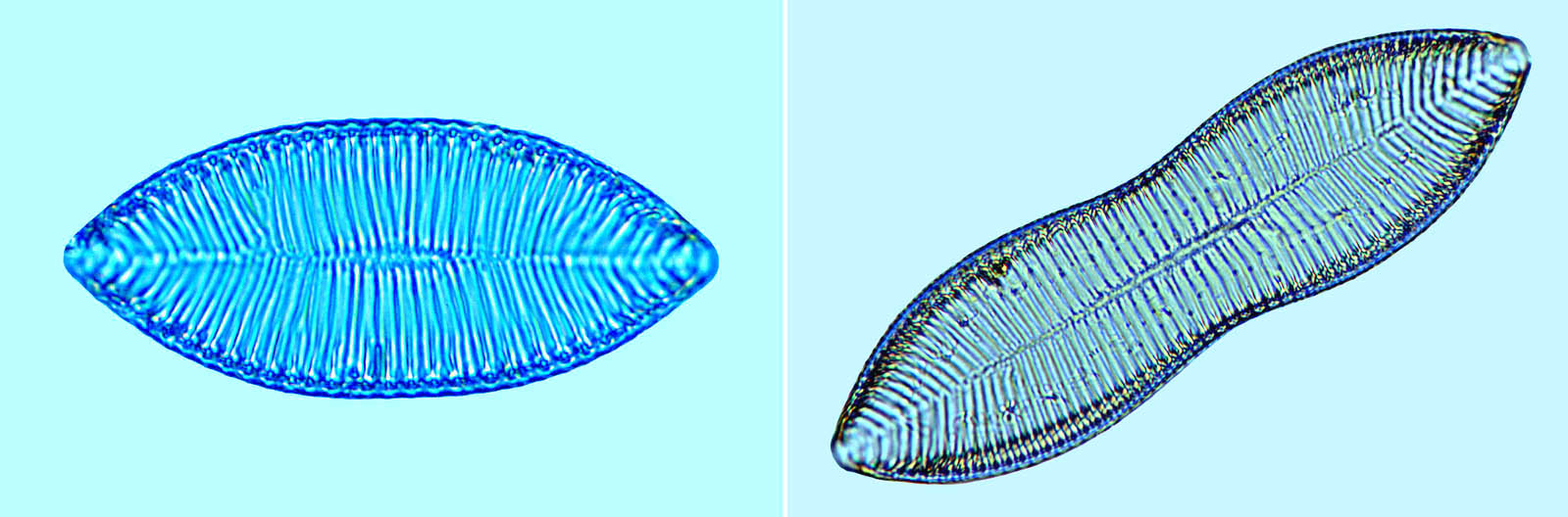 Saumatdeux Surirella smithii