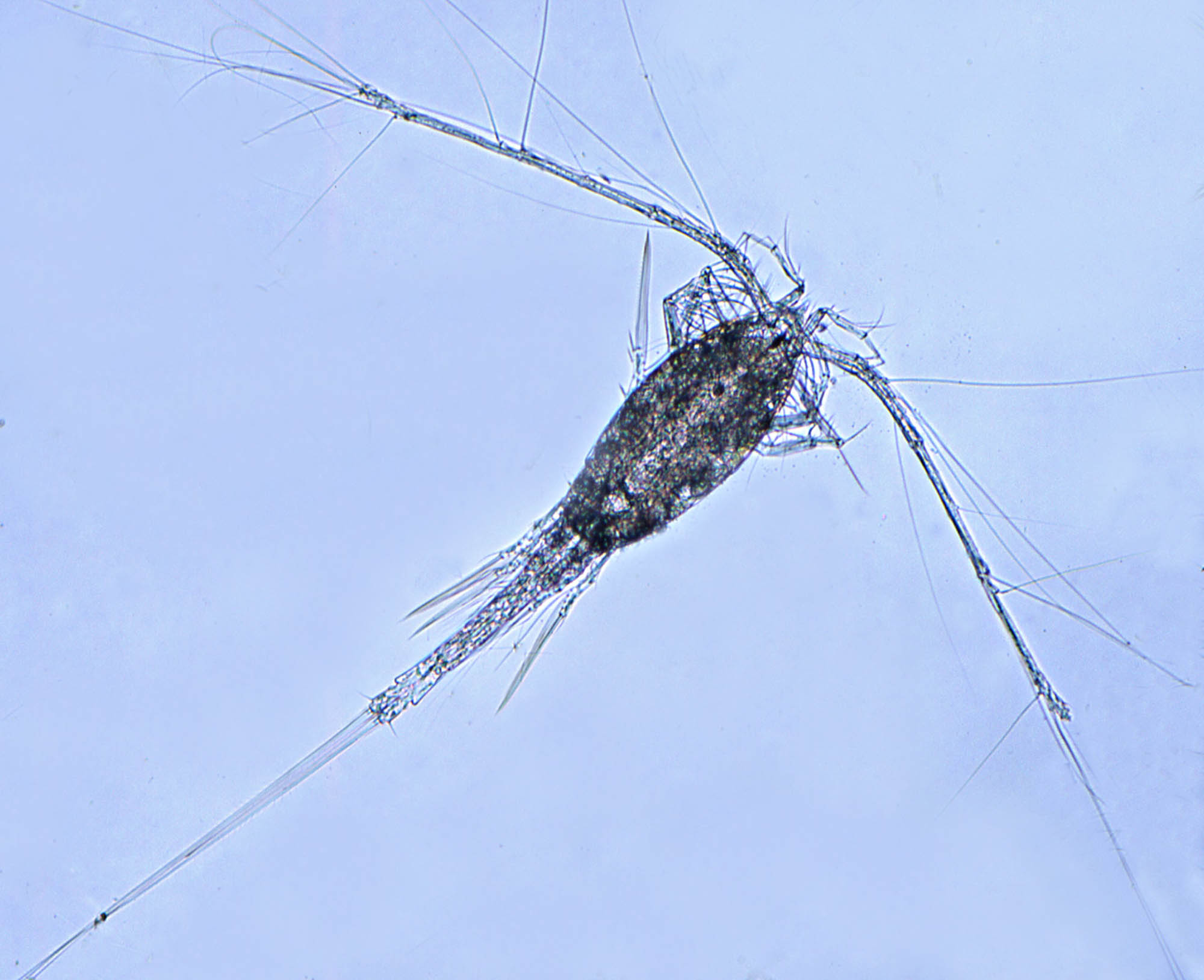 Copepode un