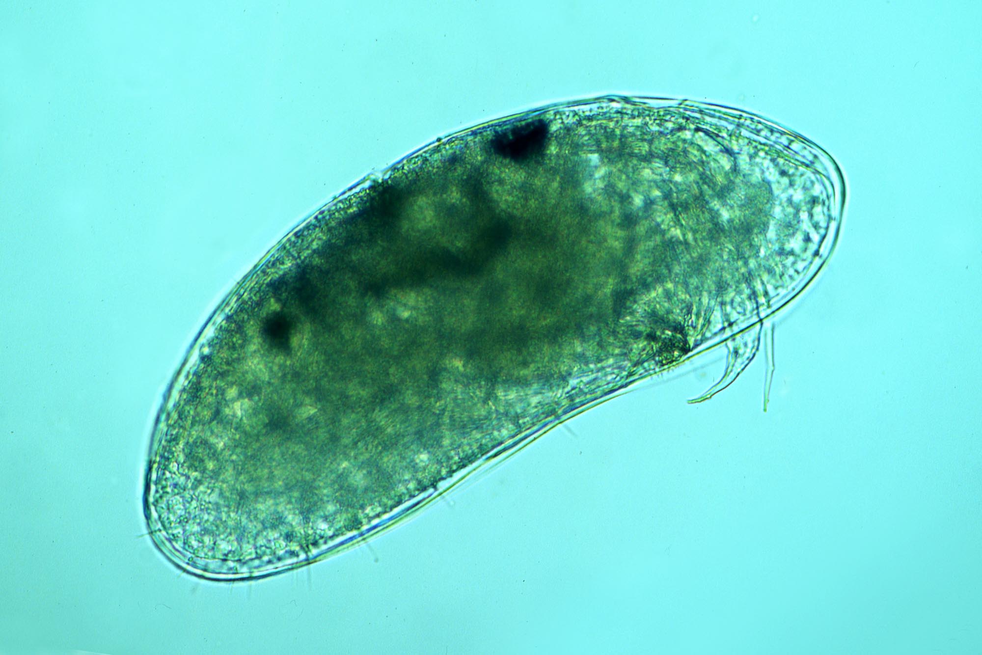 Ostracode