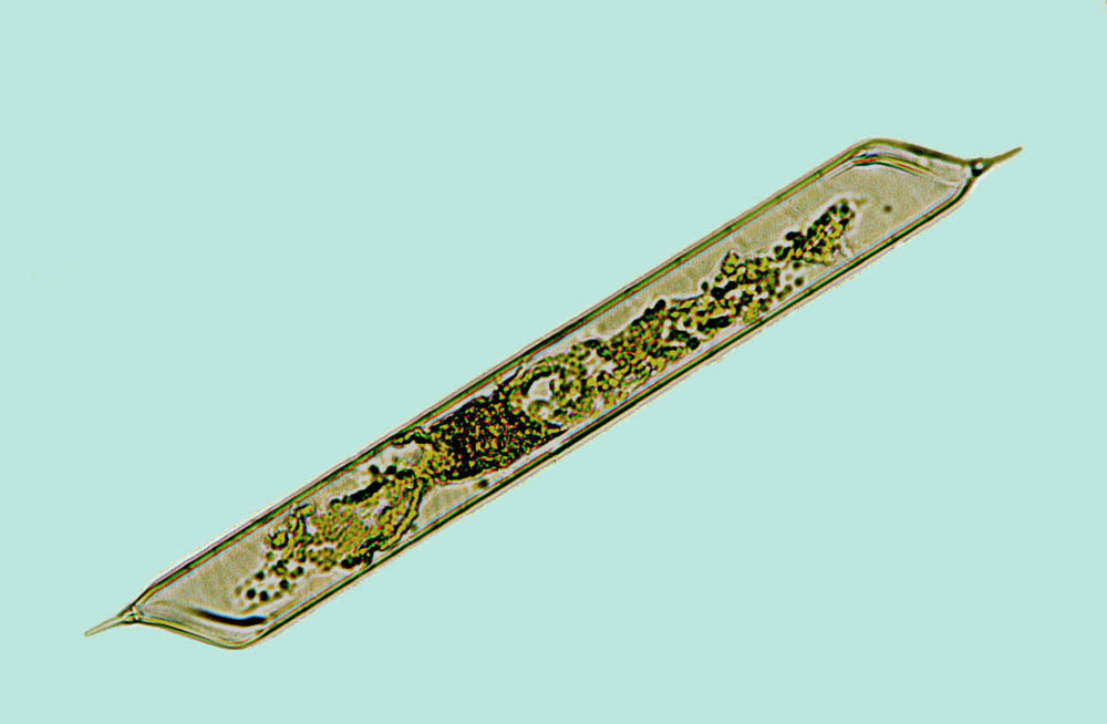 Plancton Rhizosolenia imbricata