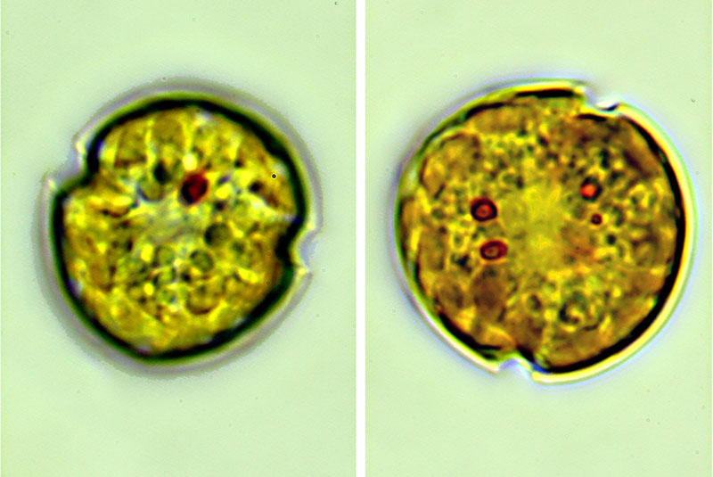 Kryptoperidinium