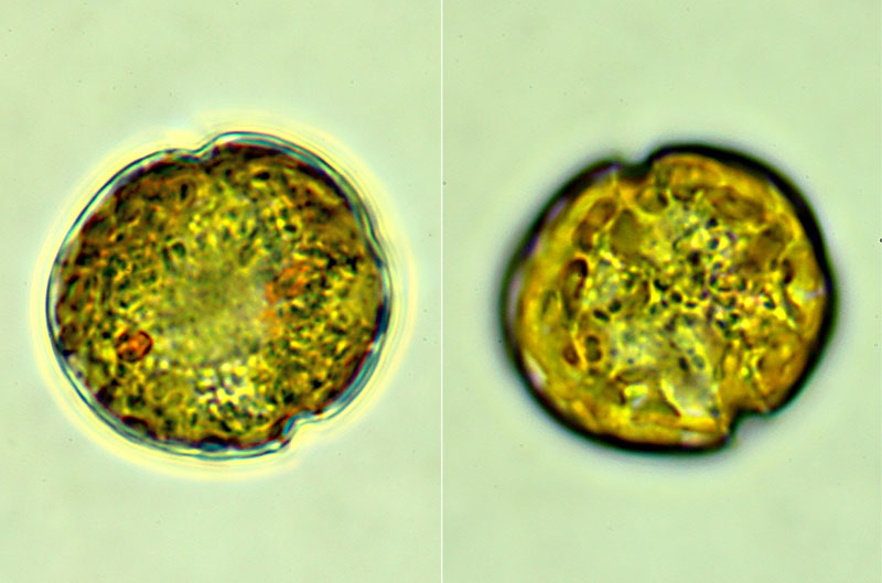 Kryptoperidinium