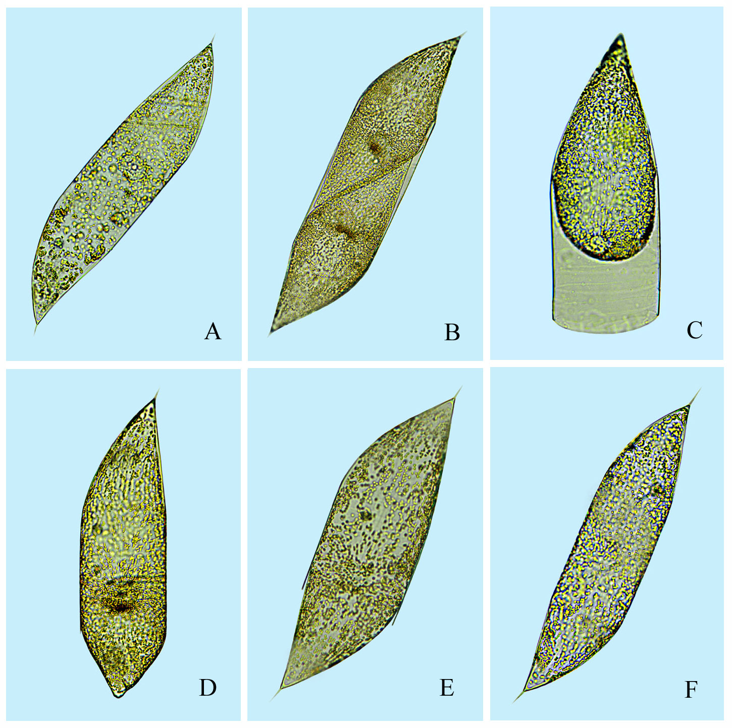 Rhizosolenia robusta