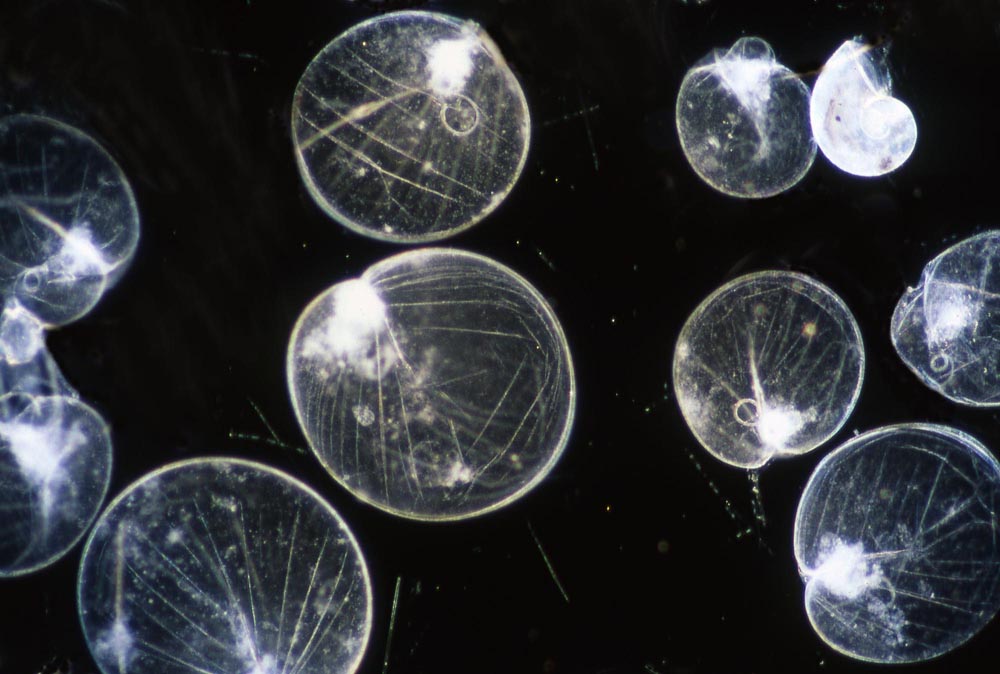 Noctiluca scintillans