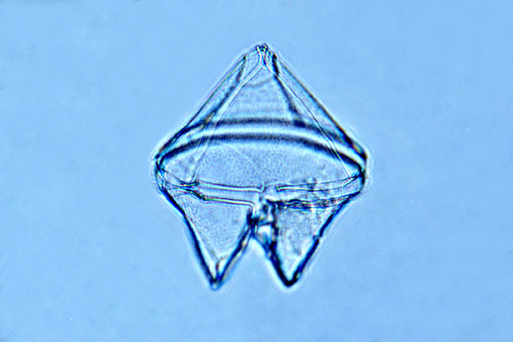 Protoperidinium conicum