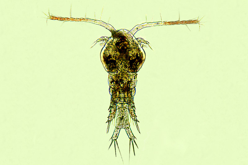 Copépode