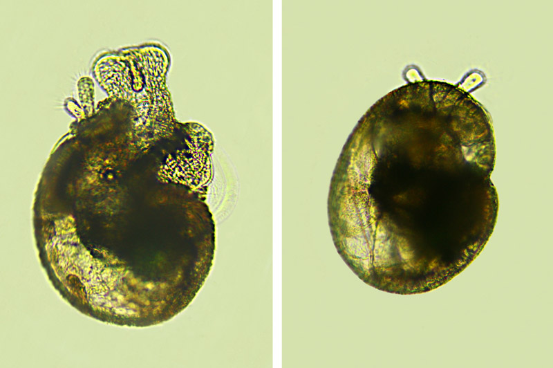 Gasteropode