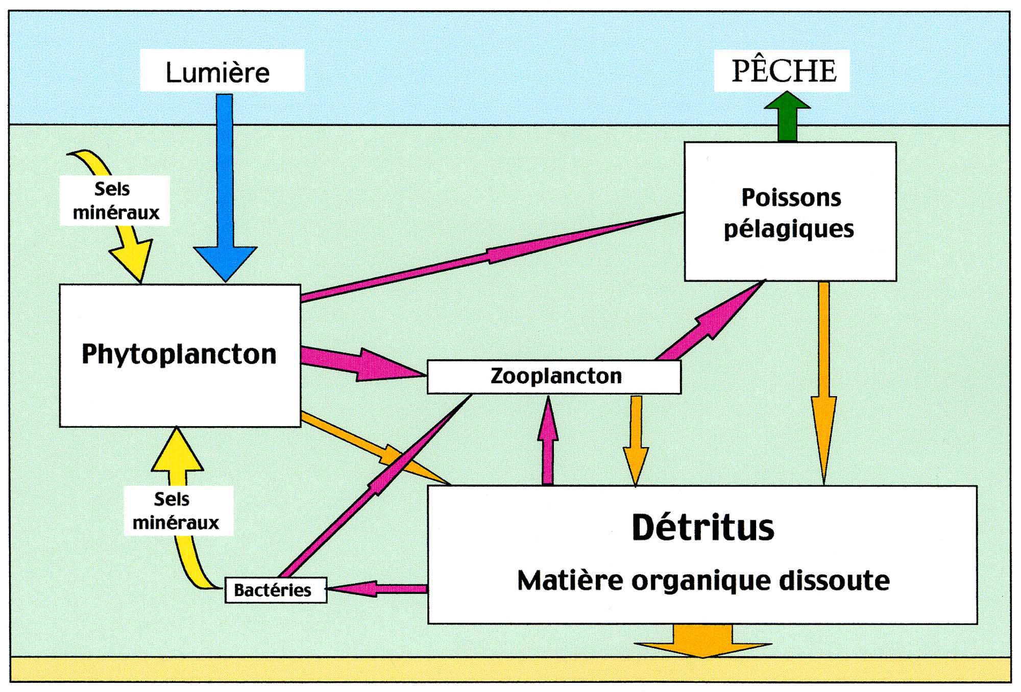 schéma circulation