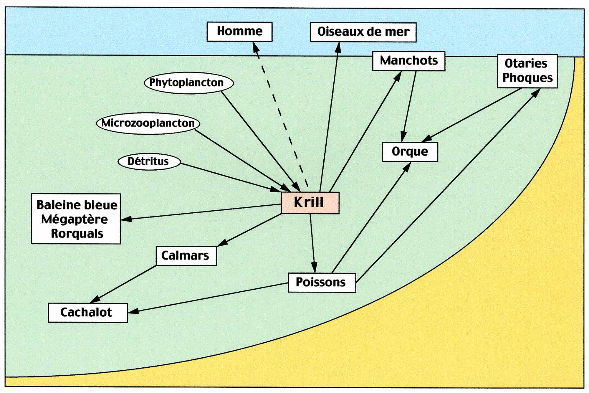 Reseau