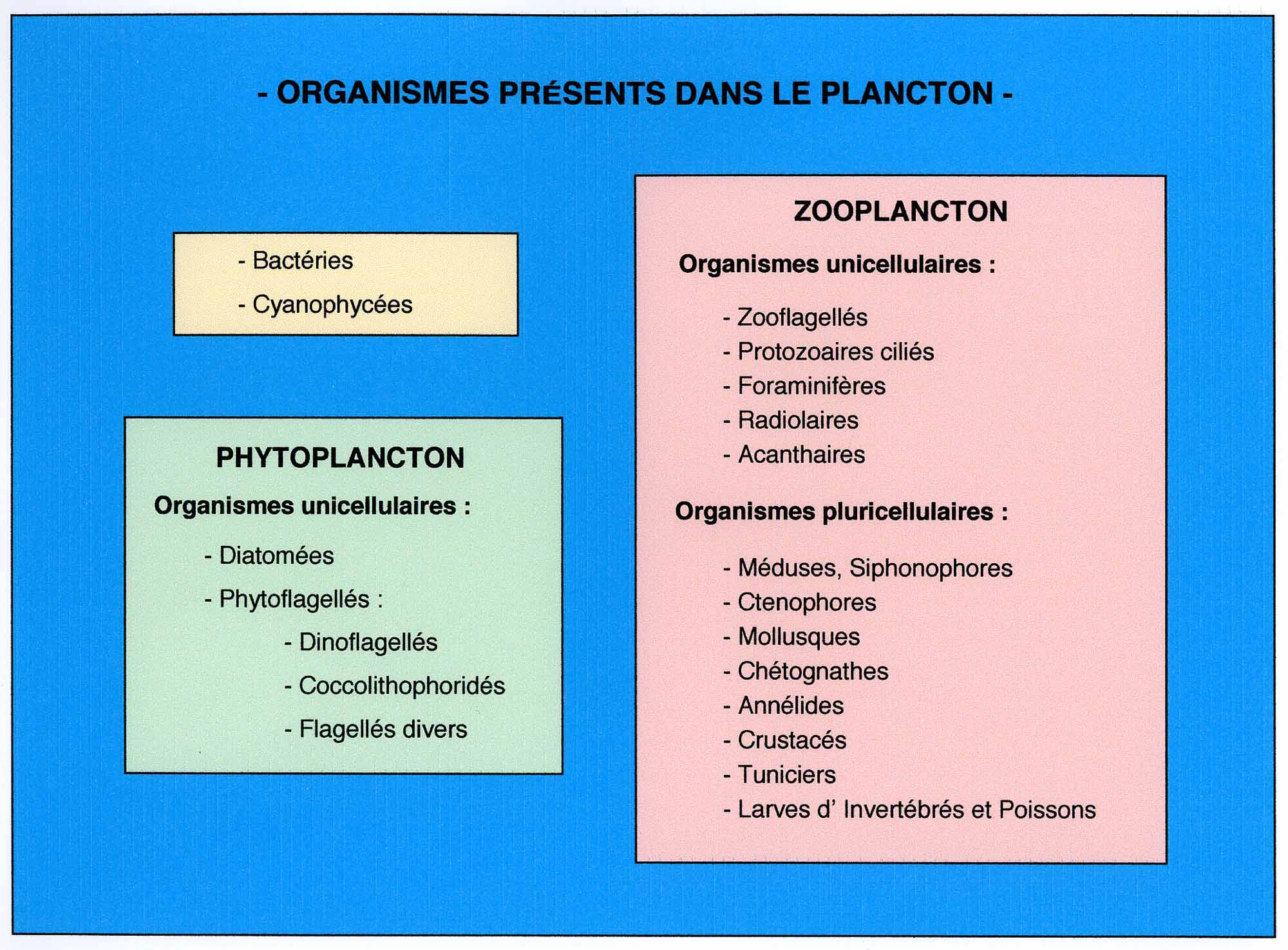 schema planctontes